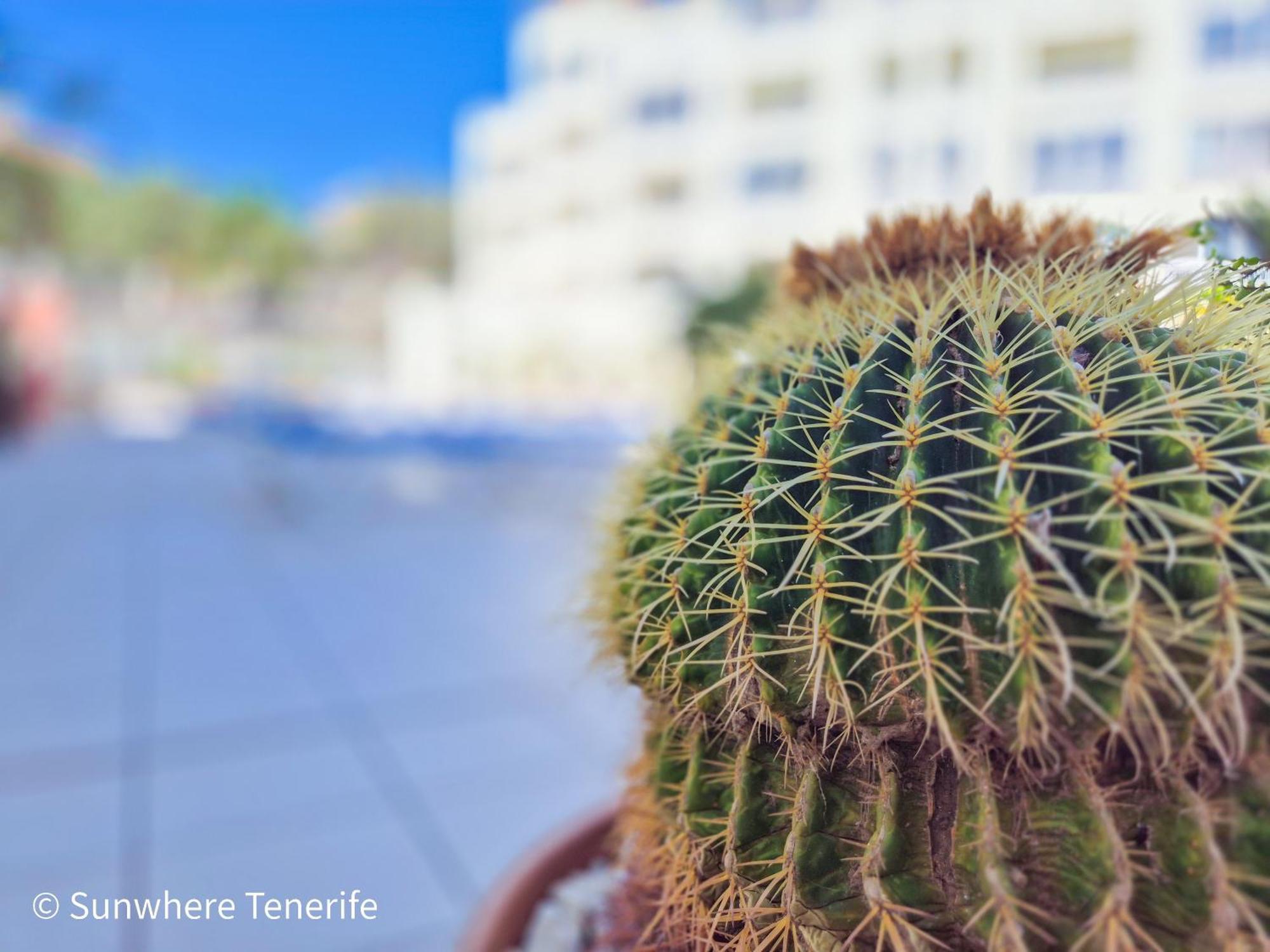 Mona'S Point Tenerife - Aircon, Private Parking And Heated Pool سان ميغيل ذي أبونا المظهر الخارجي الصورة